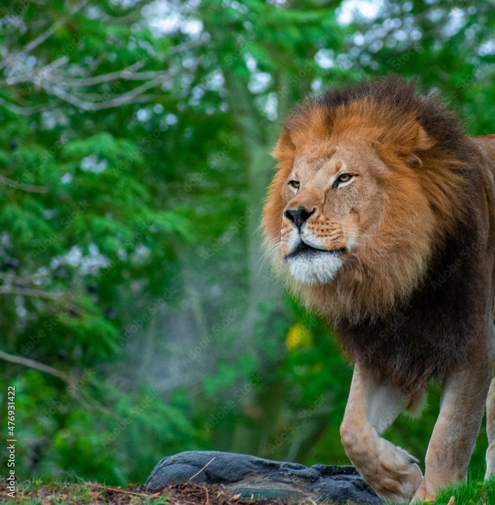 Fototapeta premium lion in the grass