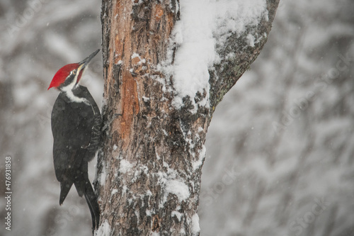 pileated woodpecker on tree covered in snow 
