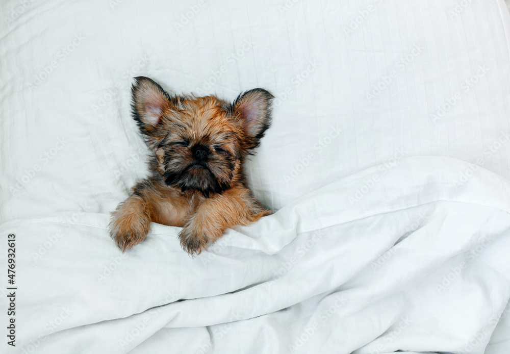 a sleeping newborn Brussels Griffon puppy of red color lies under a white blanket with closed eyes. High quality photo