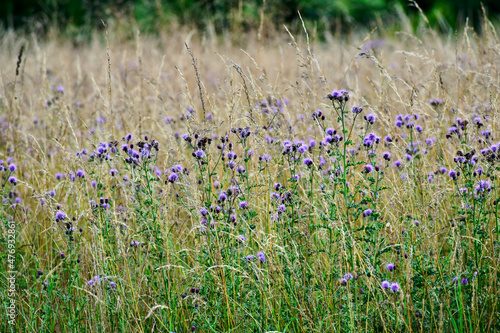 Perspective view of creeping thistle flowers in blossom, West Midlands, England, UK photo