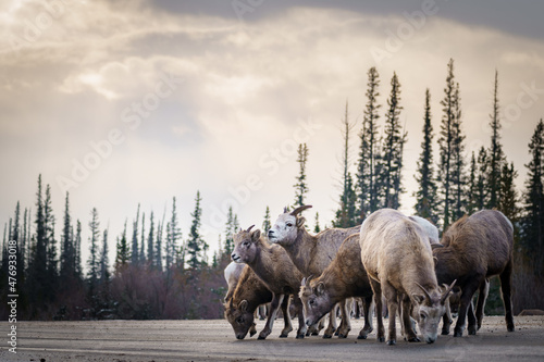 Fototapeta Naklejka Na Ścianę i Meble -  Family of Bighorn Sheep