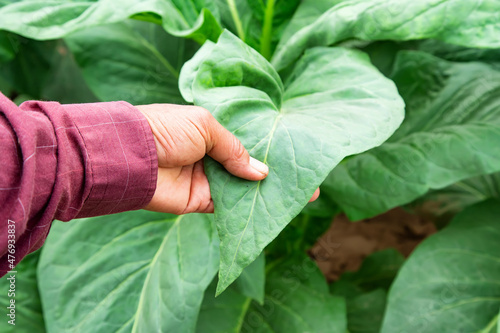 Asian gardeners grow tobacco.