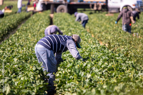 Fotografie farm workers, agricultural, agribusiness, migrant, man, farmworkers, mexican, ca