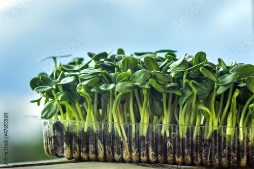 Growing sunflower micro greens in a tray. Healthy food and vegan concepts. Seed germination at home. Green living concept. Organic food. Micro greens as a health benefit. Background.