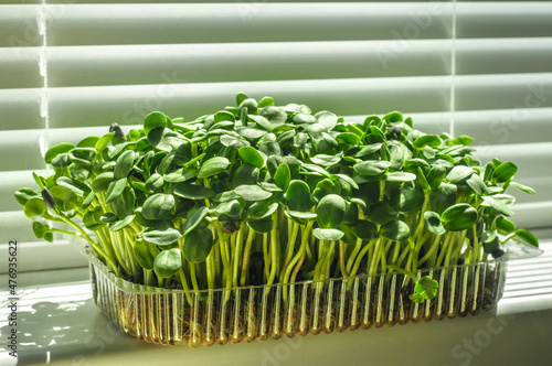 Tray with seedlings of micro green sunflower on a white windowsill against the background of blinds. Healthy food and vegan concepts. Seed germination at home. Green living concept. Organic food.