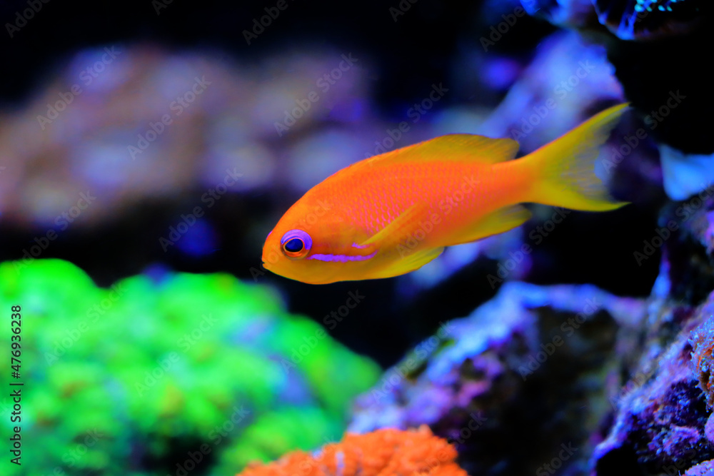 Lyretail Anthias Coralfish - (Pseudanthias squamipinnis) Lyretail Anthias Coralfish - (Pseudanthias squamipinnis)