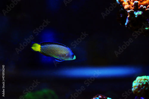 Splendid Dottyback - (Manonichthys splendens)  photo