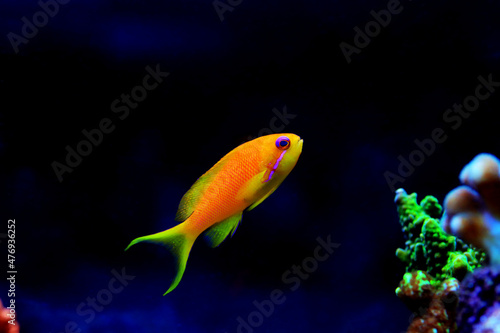 Lyretail Anthias Coralfish - (Pseudanthias squamipinnis) photo