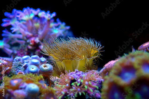 Yellow Parazoanthus gracilis Polyps is great living decoration for any reef aquarium tank photo