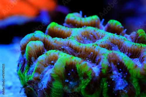 Maze Brain LPS Coral - Platygyra sp. photo