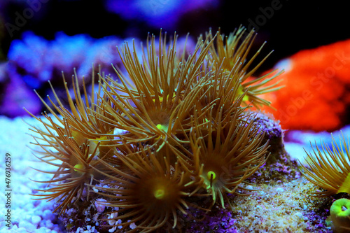 Yellow Parazoanthus gracilis Polyps is great living decoration for any reef aquarium tank