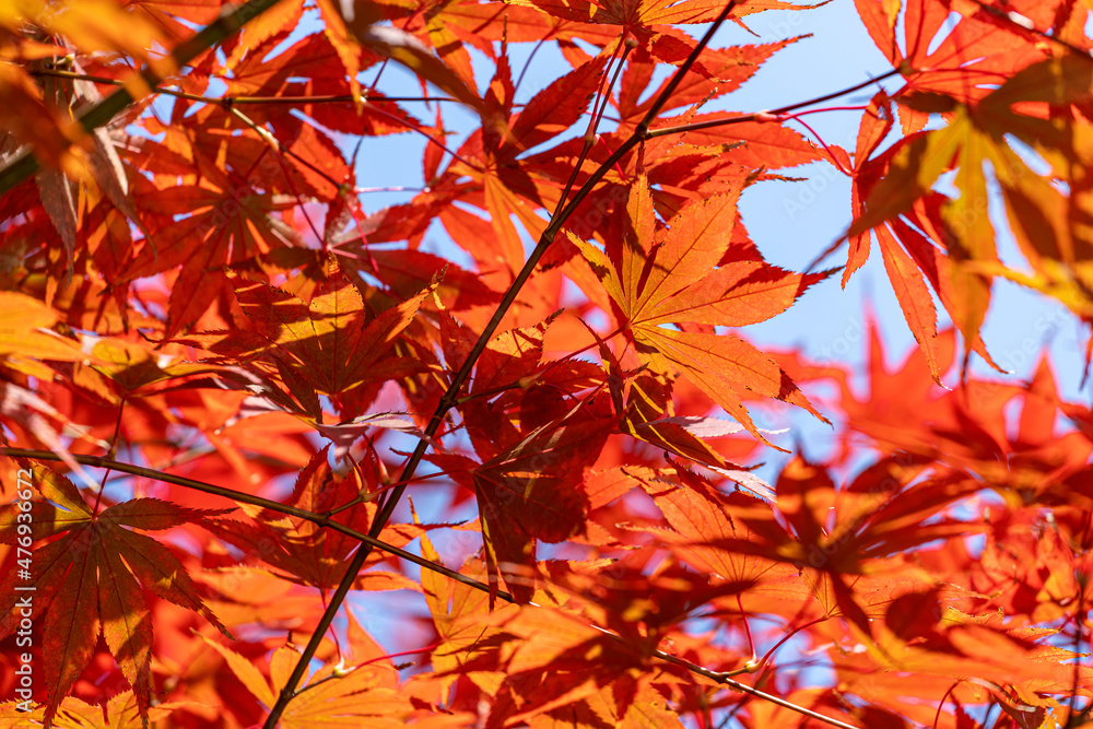 Leaves that turn red in autumn