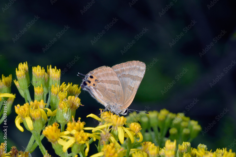 Fototapeta premium 吸蜜するトラフシジミ(北海道・上川町)