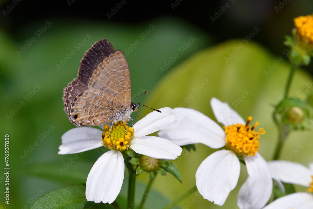 Obraz premium 吸蜜するヒメウラナミシジミ（沖縄県・石垣島） 