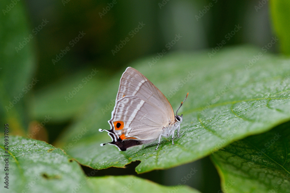 Obraz premium ヒロオビミドリシジミの雌（岡山県・新見市） 