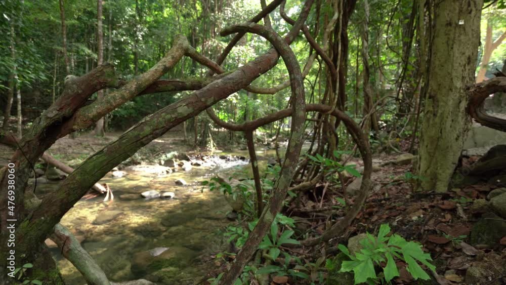 camera dolly slider shot close up liana vines line around a tree in tropical rainforest near the river waterfall camera dolly slider shot close up liana vines line around a tree in tropical rainforest near the river waterfall