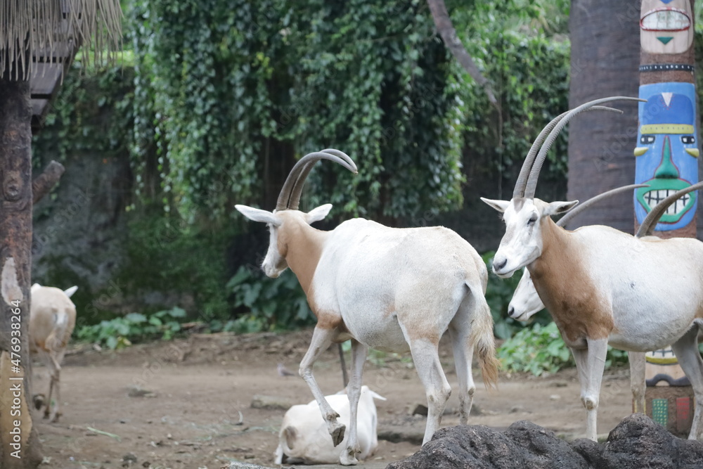 Oryx dammah is a species of Oryx that was once widespread in North Africa.