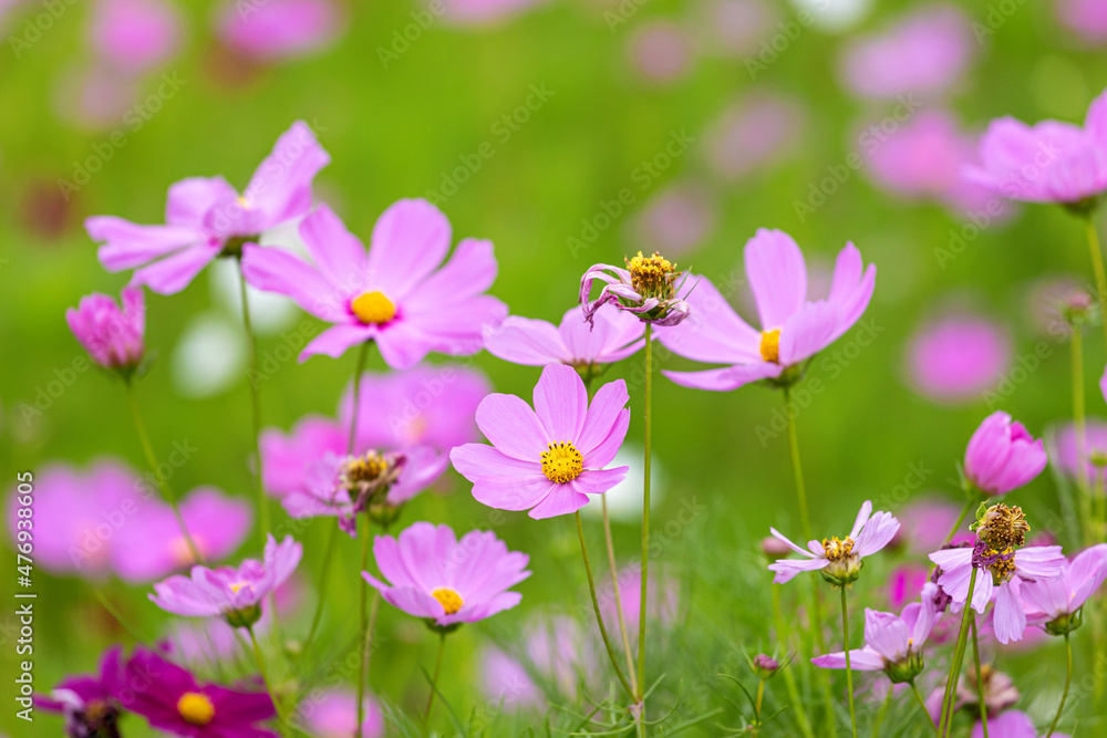 Cosmos blooming in the park Cosmos blooming in the park