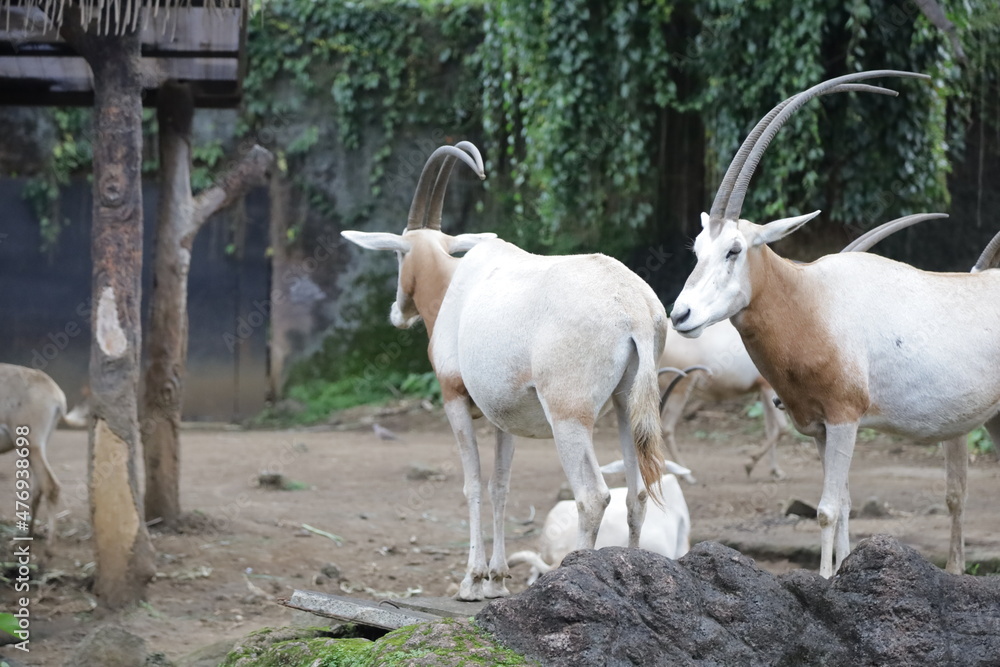 The Alpine Ibex or Capra ibex is a species of wild goat that lives in the Alps in Europe. The Alpine Ibex or Capra ibex is a species of wild goat that lives in the Alps in Europe.