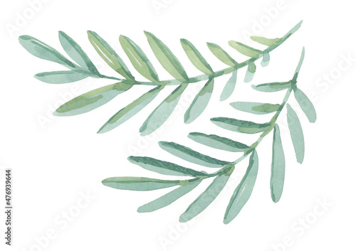 Watercolor green leave on white background. Leafs on branch. Floral trees elements