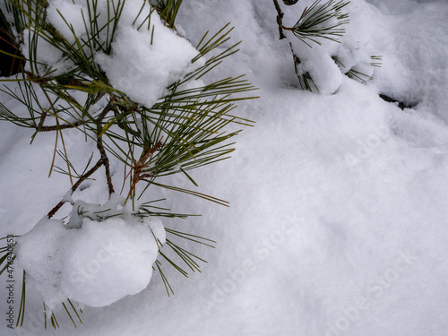 Wallpaper Mural 雪と松 Torontodigital.ca