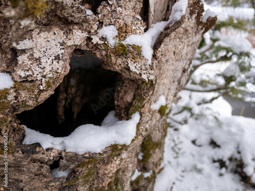 Wallpaper Mural 森に降った雪 Torontodigital.ca