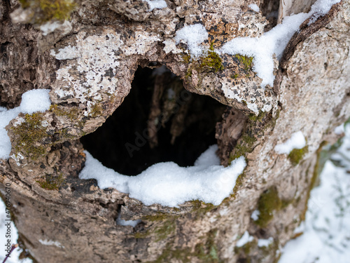 Wallpaper Mural 森に降った雪 Torontodigital.ca