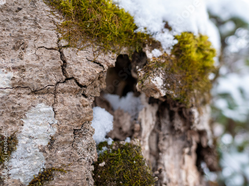 Wallpaper Mural 森に降った雪 Torontodigital.ca