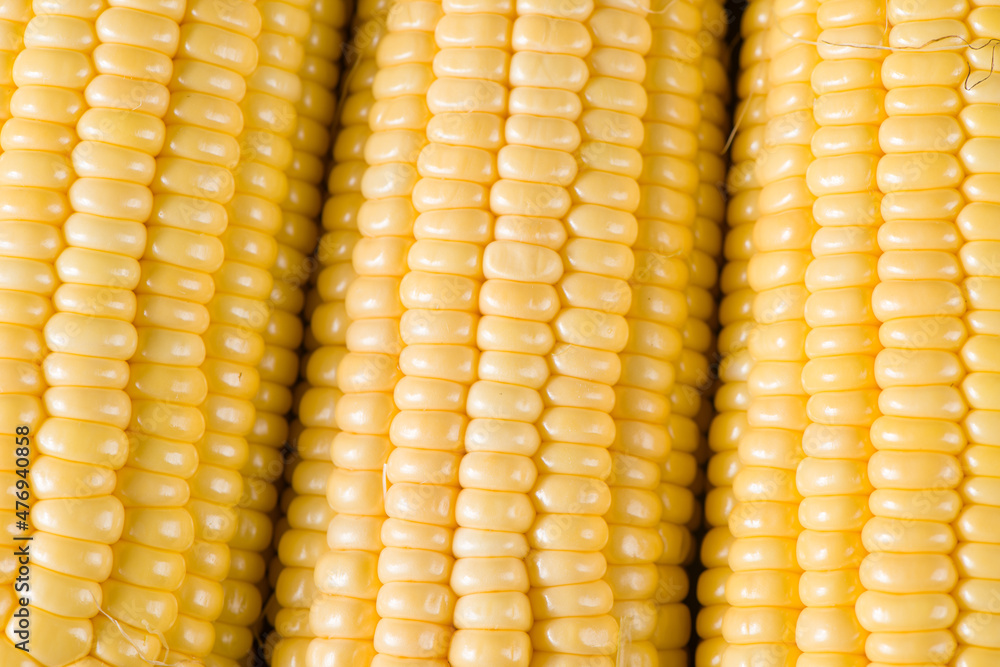 close up of fresh corn cobs background