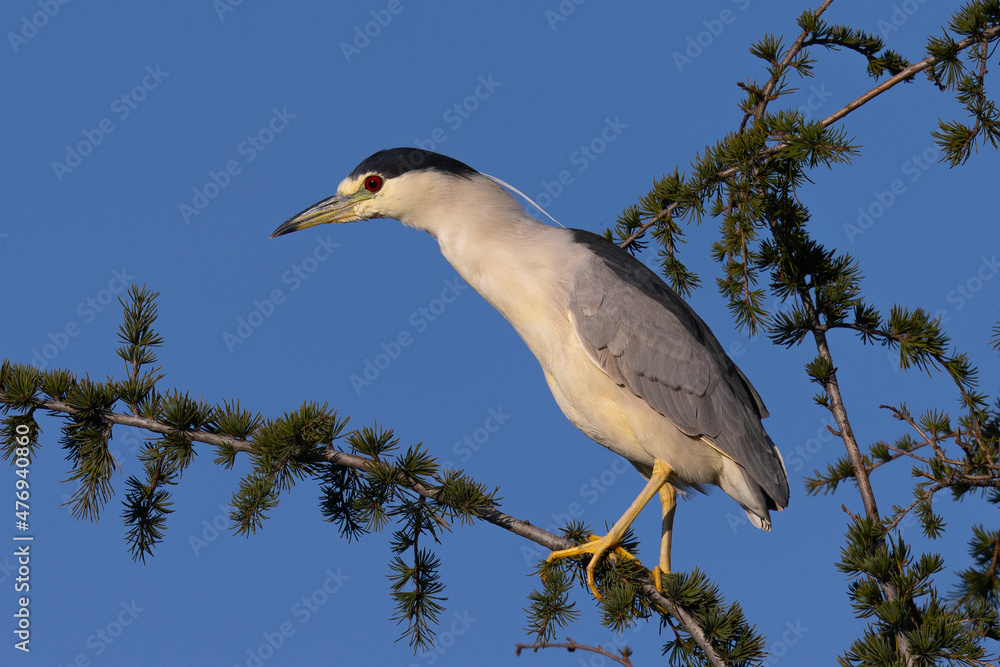 Juvenile black-crowned night heron perched , seen in the wild in North California Juvenile black-crowned night heron perched , seen in the wild in North California