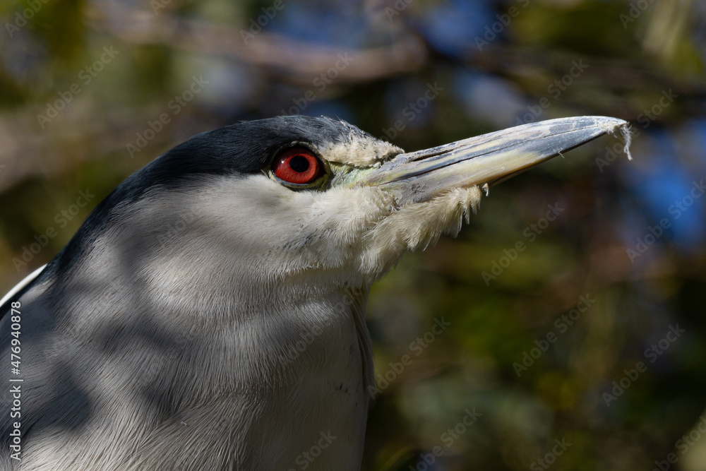 Close-up of a black-crowned night heron, seen in the wild in North California Close-up of a black-crowned night heron, seen in the wild in North California