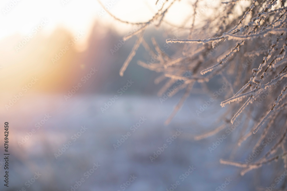 Obraz premium Larch branches covered with white hoarfrost illuminated by the evening sun on a frosty day on a forest snowy background close-up. Natural winter beautiful background with copy space.