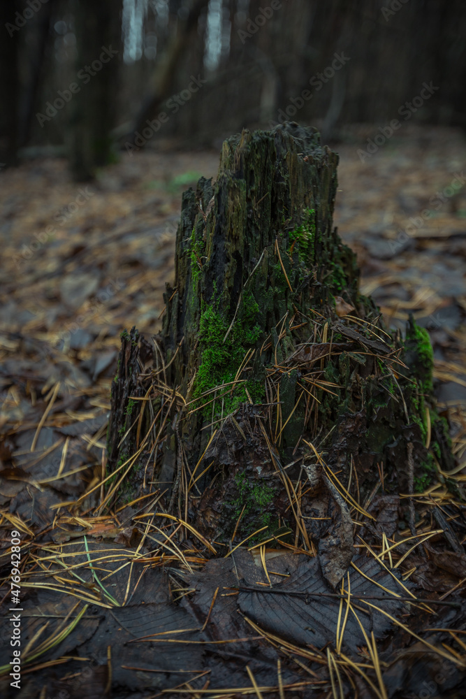 Obraz premium moss on a deadfall in the forest