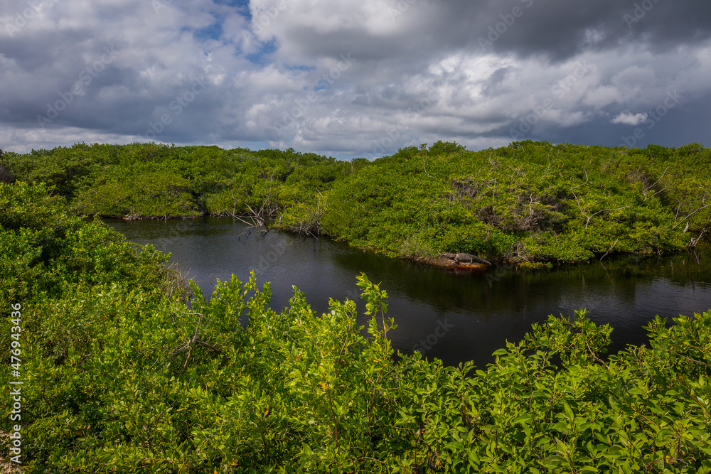 Swamp in Isla Mujeres, Mexico