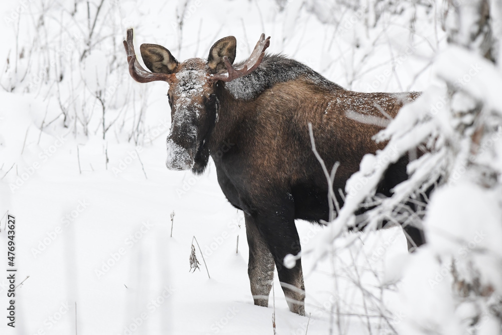 Bull Moose In Snow