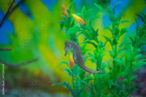 seahorse in a colorful aquarium photo