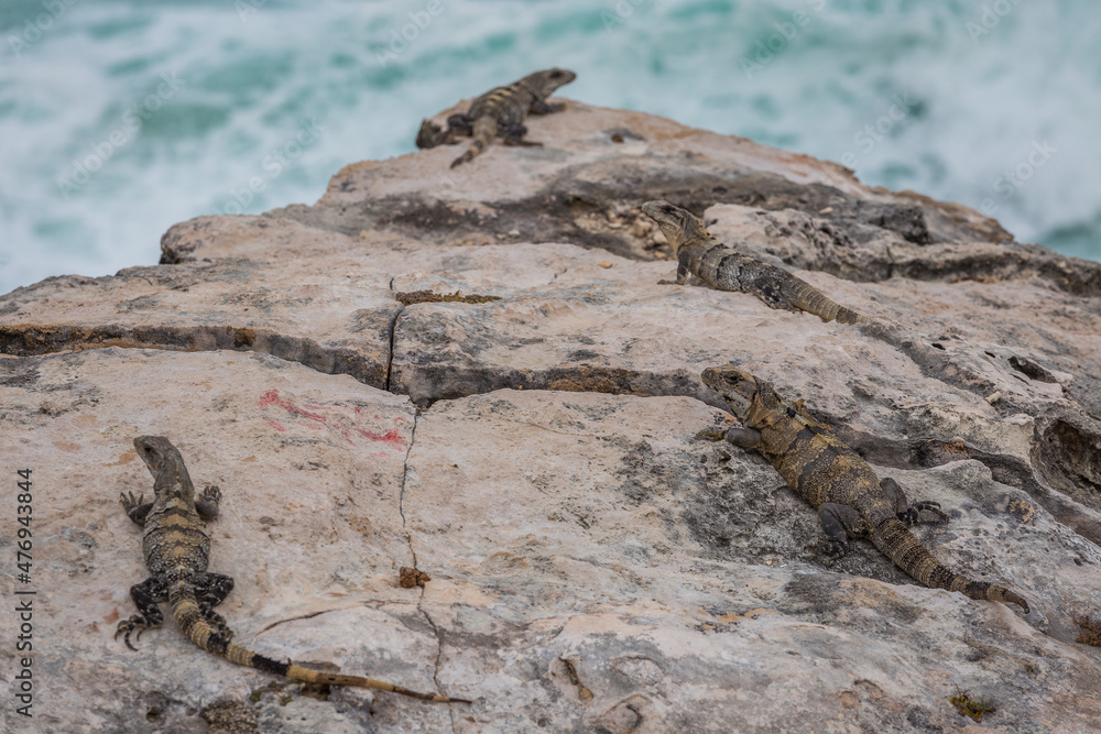 Iguana on Isla Mujeres coastline across the bay from Cancun Mexico Iguana on Isla Mujeres coastline across the bay from Cancun Mexico