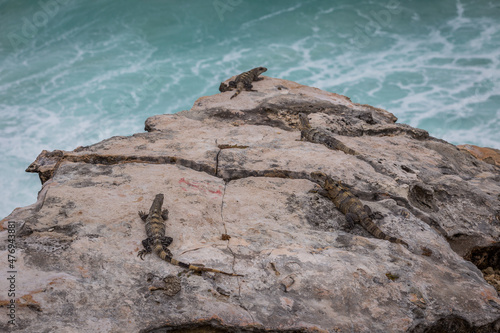 Iguana on Isla Mujeres coastline across the bay from Cancun Mexico photo