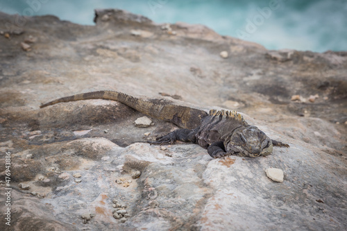 Iguana on Isla Mujeres coastline across the bay from Cancun Mexico