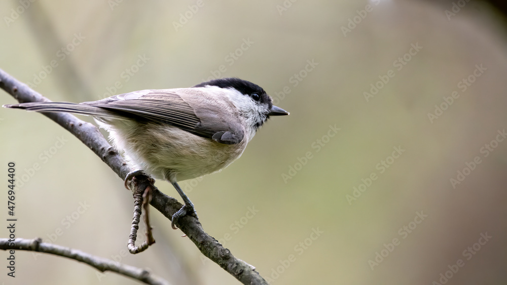 Fototapeta premium bird, natur, wild lebende tiere, tier, wild, ast, schnabel, fliegenschnäpper, garden, gering,