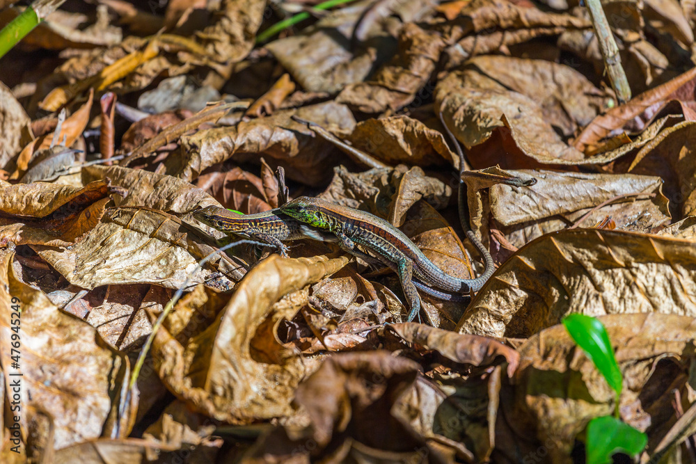 Fototapeta premium Mating Four-lined Ameivas in Cahuita - Costa Rica