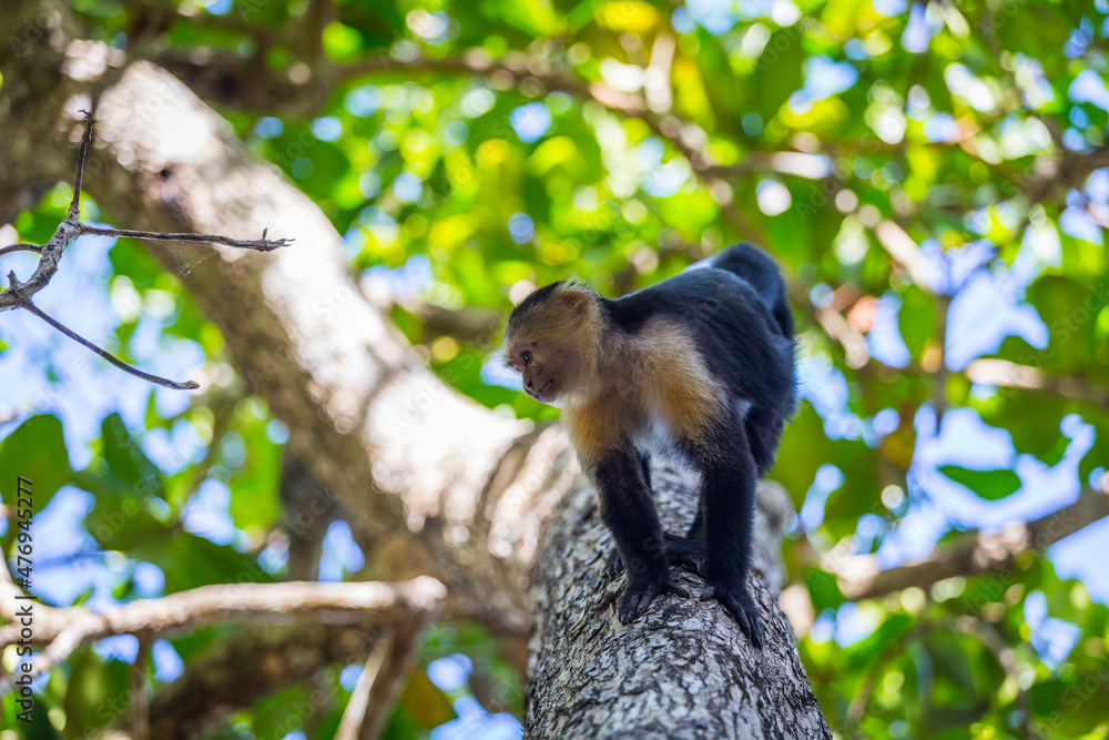 An adult white-faced capuchin monkey in Costa Rica carrying a baby on it's back.