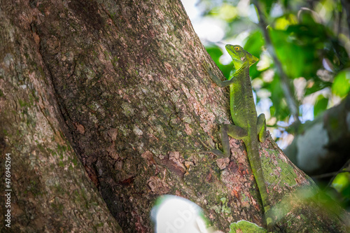 Green Basilisk photo