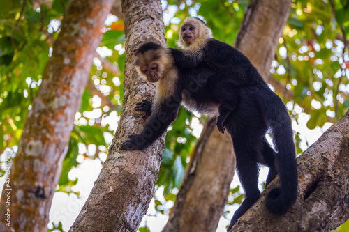 An adult white-faced capuchin monkey in Costa Rica carrying a baby on it s back.