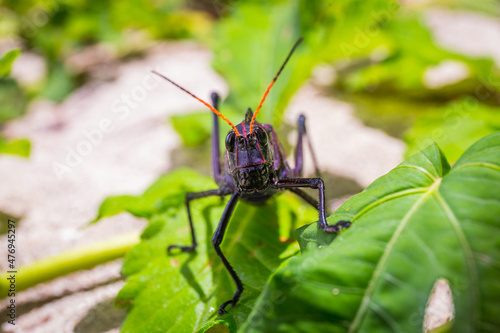 Close-up of giant purple red-winged grasshopper (Taeniopoda Reticulata)