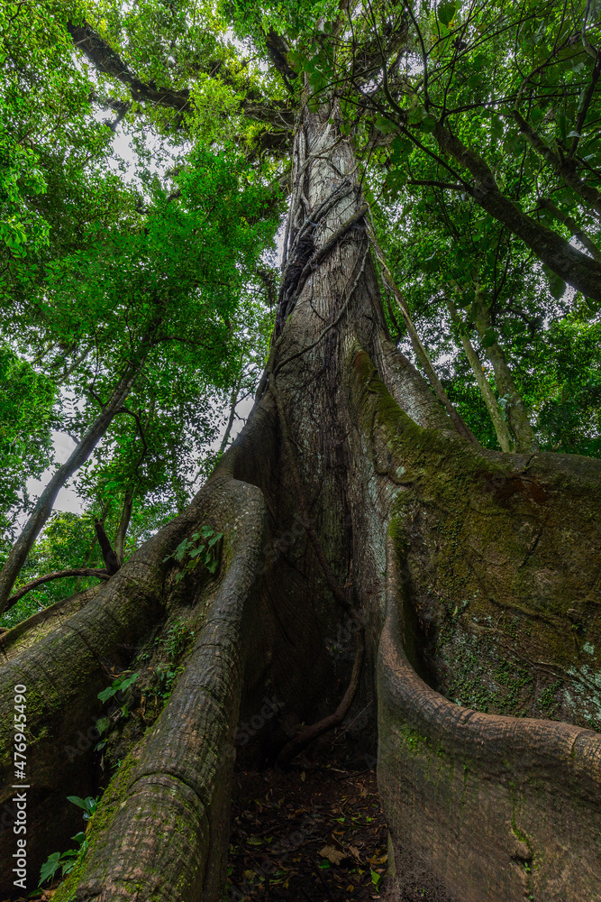 The Kapok tree or Ceiba is one of the largest