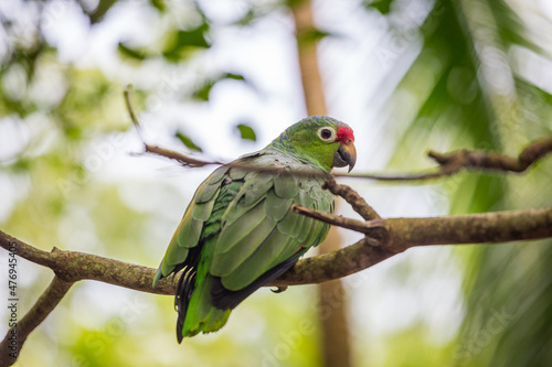 Beautiful green parrot Finsch's parakeet, Aratinga finschi, Costa Rica photo