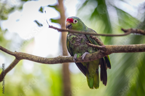 Beautiful green parrot Finsch's parakeet, Aratinga finschi, Costa Rica photo