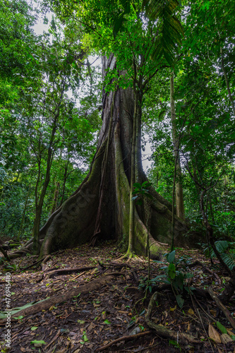The Kapok tree or Ceiba is one of the largest photo