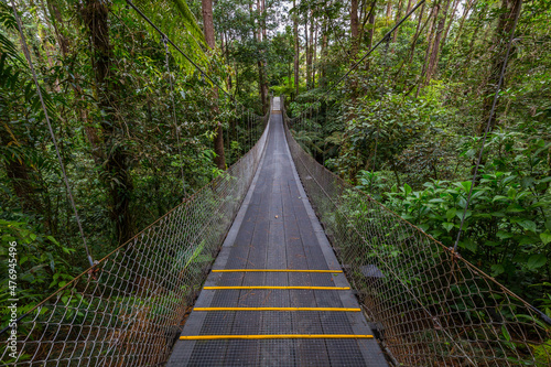 Suspended bridge at natural rainforest park, Costa Rica photo